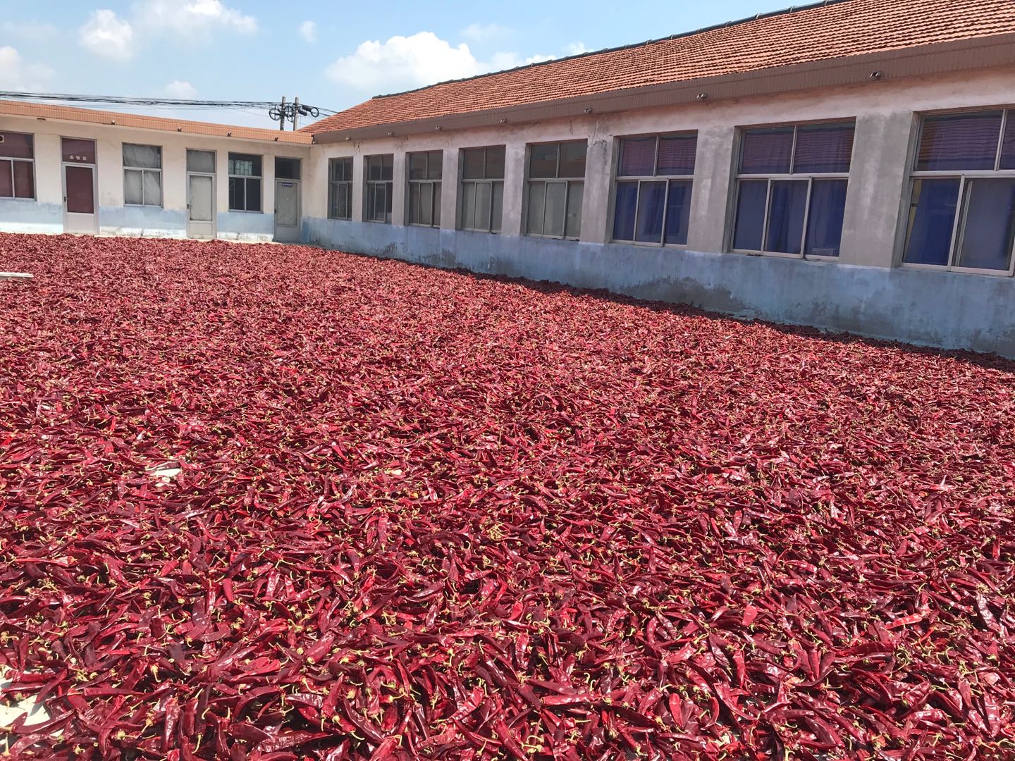 Sundried Beijing Red Chili 