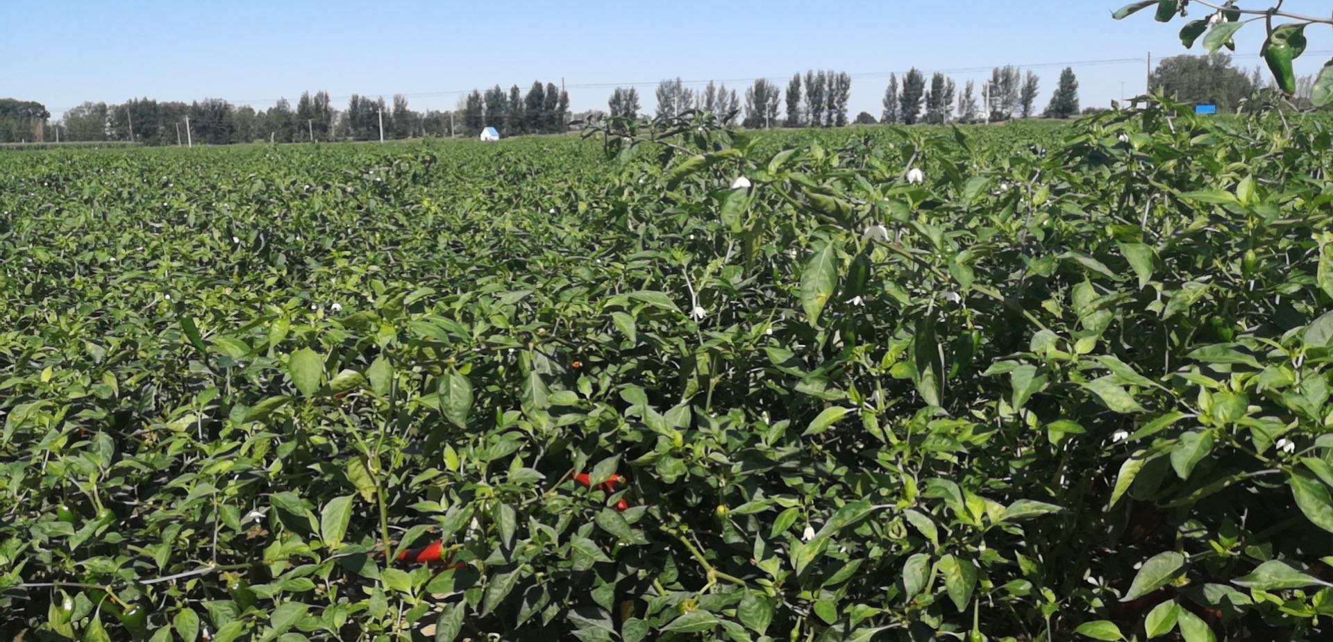 Beijing Red Pepper Field