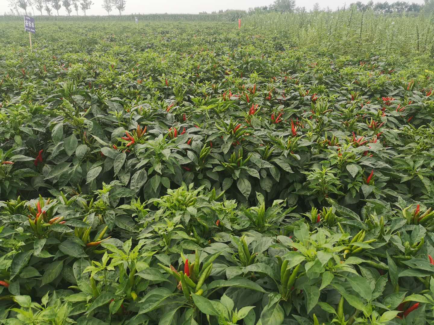 Jalapeno Chile Field