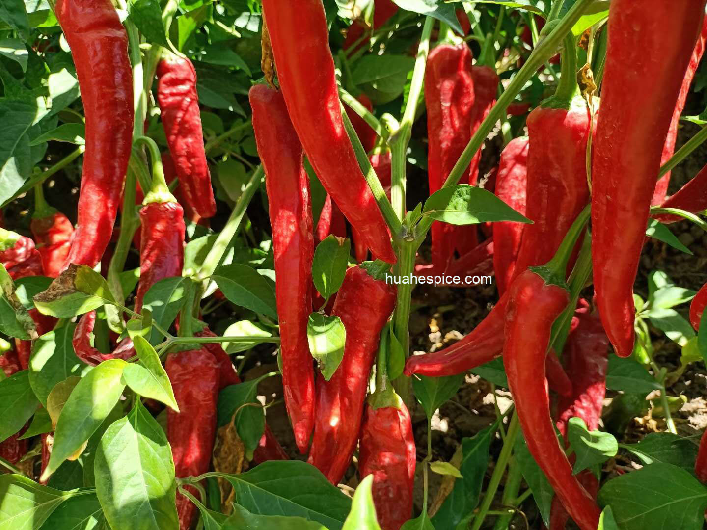 Sweet Paprika in August