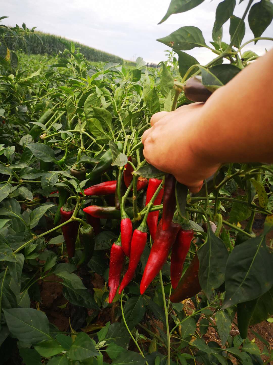 Guajillo Chile Field